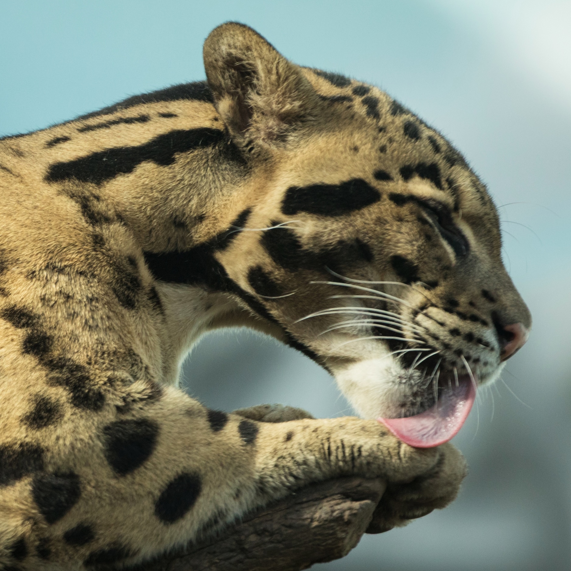 A clouded leopard resting on a mossy tree branch in a tropical forest